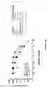 Fig. 05 - Use of strigolactones and strigolactone analogs for treating proliferative conditions