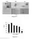 Fig. 08 - Use of strigolactones and strigolactone analogs for treating proliferative conditions
