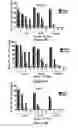 Fig. 15 - Use of strigolactones and strigolactone analogs for treating proliferative conditions