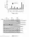 Fig. 25 - Use of strigolactones and strigolactone analogs for treating proliferative conditions