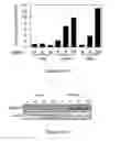 Fig. 26 - Use of strigolactones and strigolactone analogs for treating proliferative conditions