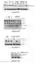 Fig. 33 - Use of strigolactones and strigolactone analogs for treating proliferative conditions