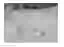 Fig. 01 - Eggshell powder compositions and methods of producing eggshell powder compositions