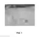 Fig. 02 - Eggshell powder compositions and methods of producing eggshell powder compositions