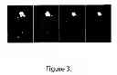 Fig. 04 - Development of Sensitive FRET Sensors and Methods of Using the Same