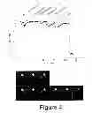 Fig. 05 - Development of Sensitive FRET Sensors and Methods of Using the Same