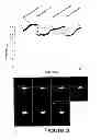 Fig. 06 - Development of Sensitive FRET Sensors and Methods of Using the Same