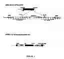 Fig. 09 - Development of Sensitive FRET Sensors and Methods of Using the Same