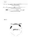 Fig. 18 - Development of Sensitive FRET Sensors and Methods of Using the Same