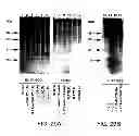 Fig. 30 - NUCLEIC ACIDS ENCODING RECEPTOR FOR IL-17 HOMOLOGOUS POLYPEPTIDES AND USES THEREOF