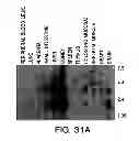 Fig. 32 - NUCLEIC ACIDS ENCODING RECEPTOR FOR IL-17 HOMOLOGOUS POLYPEPTIDES AND USES THEREOF