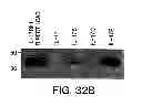 Fig. 35 - NUCLEIC ACIDS ENCODING RECEPTOR FOR IL-17 HOMOLOGOUS POLYPEPTIDES AND USES THEREOF