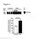 Fig. 07 - Soluble endoglin and uses thereof