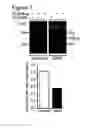 Fig. 10 - Soluble endoglin and uses thereof