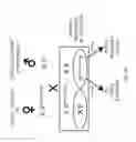 Fig. 13 - Soluble endoglin and uses thereof