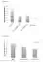 Fig. 05 - OLIGONUCLEOTIDE AND THERAPEUTIC AGENT FOR HYPERLIPIDEMIA CONTAINING SAME AS ACTIVE INGREDIENT