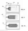 Fig. 19 - METHODS AND DEVICES FOR SAMPLE COLLECTION AND SAMPLE SEPARATION