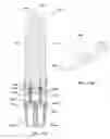 Fig. 14 - Systems, devices, and methods for bodily fluid sample collection