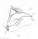 Fig. 02 - Cervical collar brace with cable adjustment