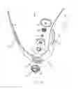 Fig. 05 - Cervical collar brace with cable adjustment