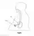 Fig. 09 - SYSTEMS AND METHODS FOR REMOVING INGESTED MATERIAL FROM A STOMACH