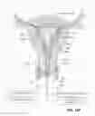 Fig. 30 - Methods for delivering energy into a target tissue of a body