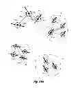 Fig. 35 - Quantum state dynamics in a community of subjects assigned quantum states modulo a proposition perceived in a social value context