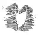 Fig. 25 - Electronic dental charting
