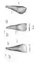 Fig. 32 - Electronic dental charting