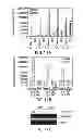 Fig. 13 - Blue-light inducible system for gene expression
