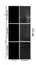 Fig. 14 - Blue-light inducible system for gene expression