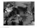 Fig. 01 - plant named ‘Ruby Slippers’