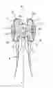 Fig. 01 - Toothbrush apparatus having multiple rotatable brushing systems