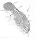 Fig. 01 - SOLE ASSEMBLY FOR ARTICLE OF FOOTWEAR