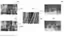 Fig. 01 - Scene reconstruction from high spatio-angular resolution light fields