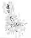 Fig. 11 - Binocular bridge for thermal viewing device