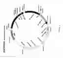Fig. 02 - Antibodies that bind OV064 and methods of use therefor