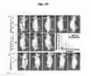 Fig. 19 - Biocompatible nanoparticles with aggregation induced emission characteristics as fluorescent bioprobes and methods of using the same for in vitro and in vivo imaging