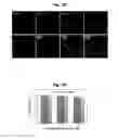 Fig. 24 - Biocompatible nanoparticles with aggregation induced emission characteristics as fluorescent bioprobes and methods of using the same for in vitro and in vivo imaging