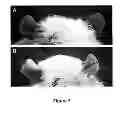 Fig. 04 - Use of 2,5-dihydroxybenzene derivatives for treating dermatitis