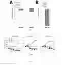 Fig. 06 - Method for treating or preventing graft versus host disease