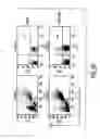 Fig. 04 - Mesenchymal Stem Cells and Uses Therefor