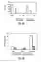 Fig. 07 - Mesenchymal Stem Cells and Uses Therefor