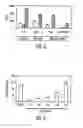 Fig. 09 - Mesenchymal Stem Cells and Uses Therefor