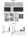 Fig. 02 - TECHNIQUE FOR ISOLATING/CULTURING COLORECTAL EPITHELIAL STEM CELL, AND TECHNIQUE FOR TRANSPLANTING COLORECTAL EPITHELIUM EMPLOYING SAID TECHNIQUE