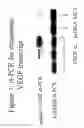 Fig. 08 - CELL-BASED THERAPY FOR THE PULMONARY SYSTEM