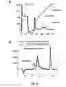Fig. 22 - COAGULATION FACTOR VII COMPOSITIONS AND METHODS OF MAKING AND USING SAME
