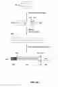 Fig. 33 - COAGULATION FACTOR VII COMPOSITIONS AND METHODS OF MAKING AND USING SAME