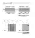 Fig. 08 - AGR2 blocking antibody and use thereof