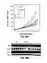 Fig. 33 - Anti-integrin β1 antibody compositions and methods of use thereof